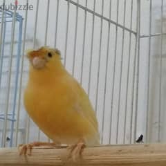 jamboo singing canary male and female with cage 0