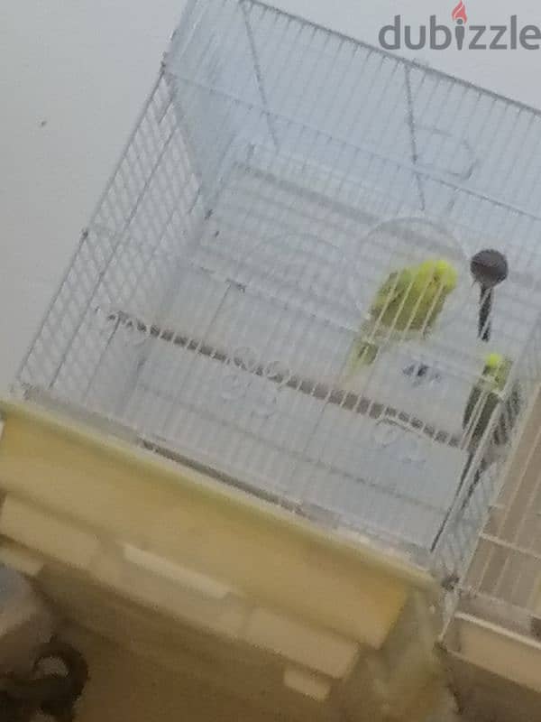 male female buggies with big new cage 2