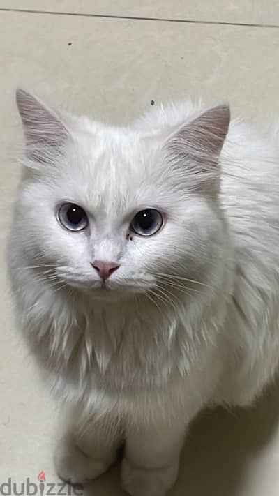 2 female shirazi Persian cat for adoption