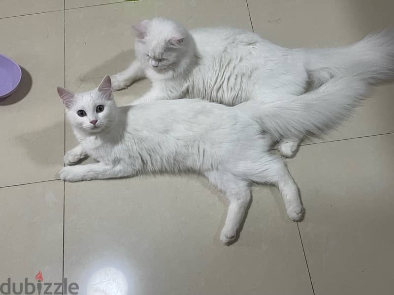 2 female shirazi Persian cat for adoption 3