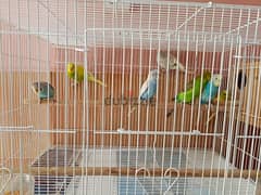 Different shades 7 budgies for sale 0