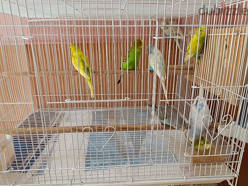 Different shades 7 budgies for sale 1