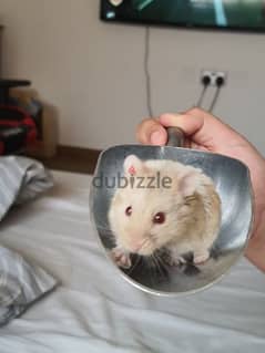 hamsters هامستر 0