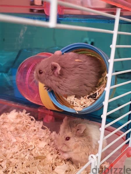 hamsters هامستر 2