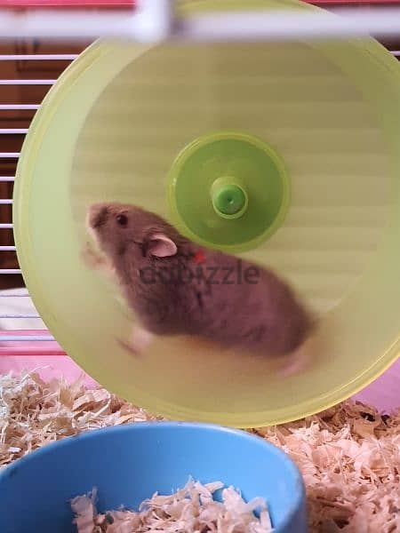 hamsters هامستر 4