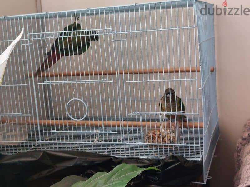 green cheeck conure pair 0