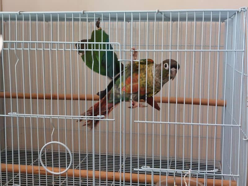 green cheeck conure pair 1