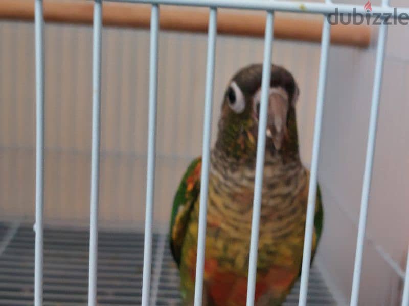 green cheeck conure pair 2