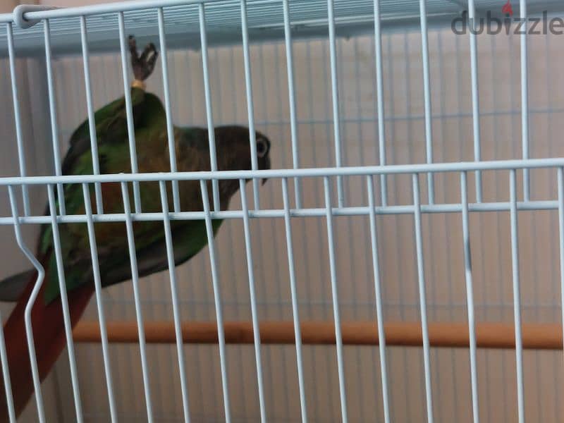 green cheeck conure pair 3