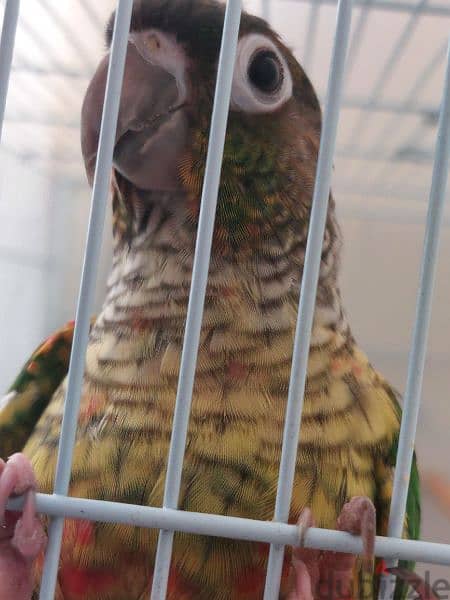 green cheeck conure pair 4