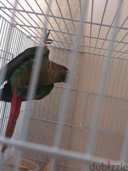 green cheeck conure pair 5