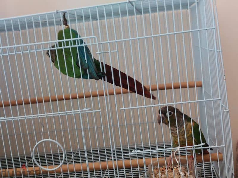 green cheeck conure pair 6