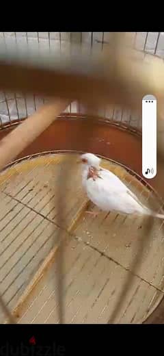 breeder male dove sonw white sale and exchange with Sony with female