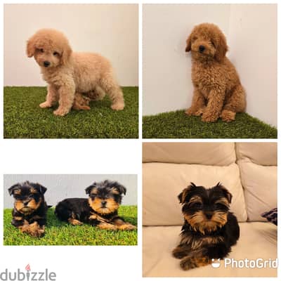 Pomeranian, mini toy poodle, Golden retriever, yorki