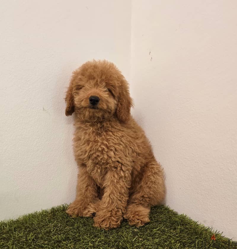 Pomeranian, mini toy poodle, Golden retriever, yorki 1