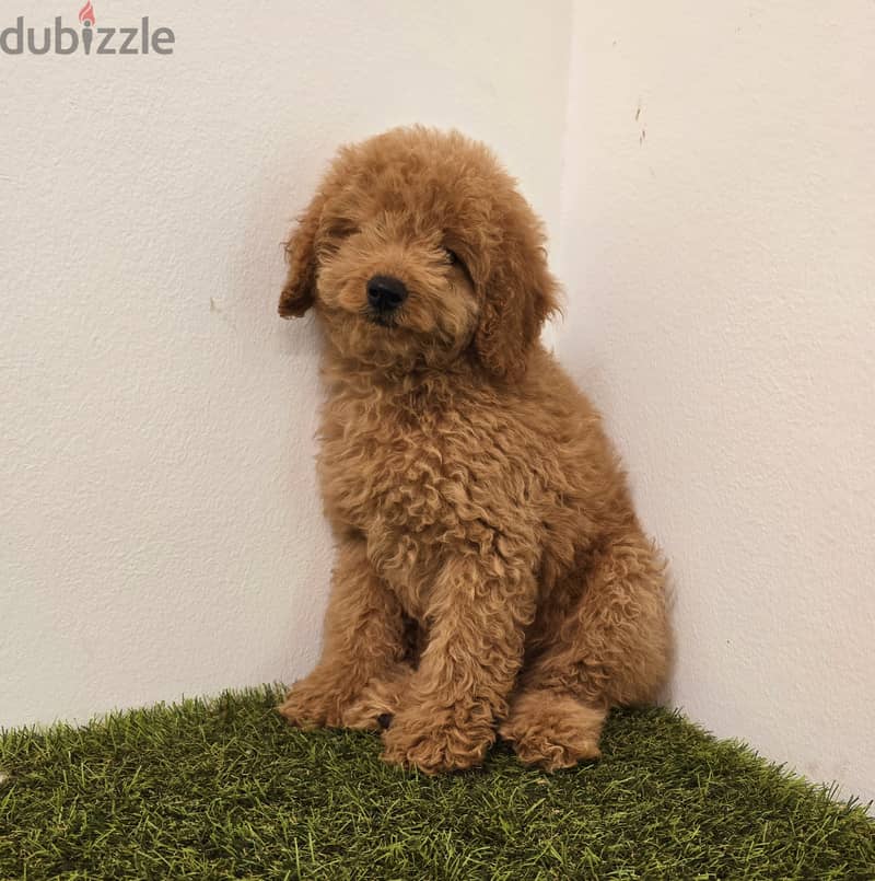 Pomeranian, mini toy poodle, Golden retriever, yorki 2