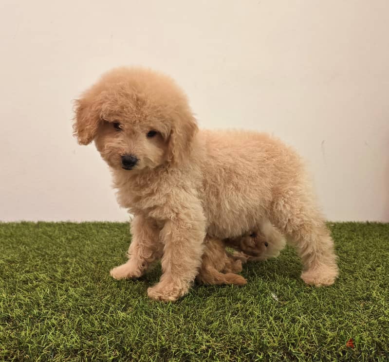 Pomeranian, mini toy poodle, Golden retriever, yorki 3