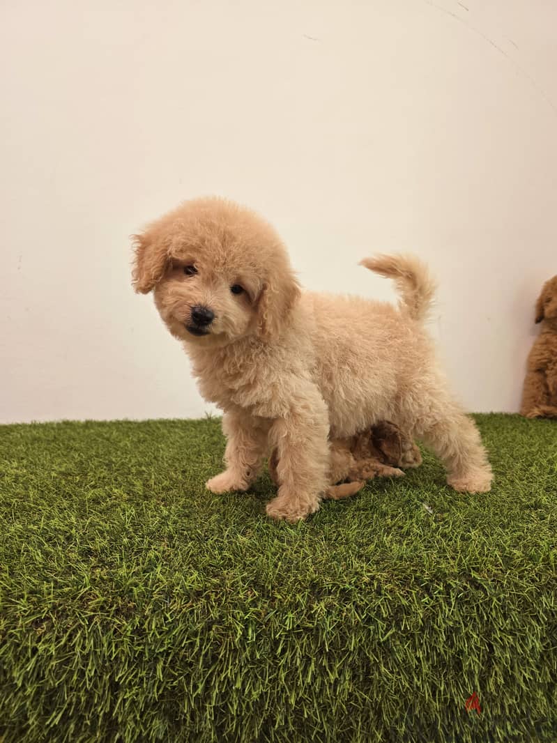 Pomeranian, mini toy poodle, Golden retriever, yorki 4