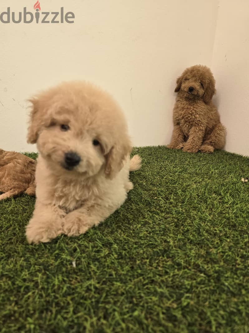 Pomeranian, mini toy poodle, Golden retriever, yorki 5