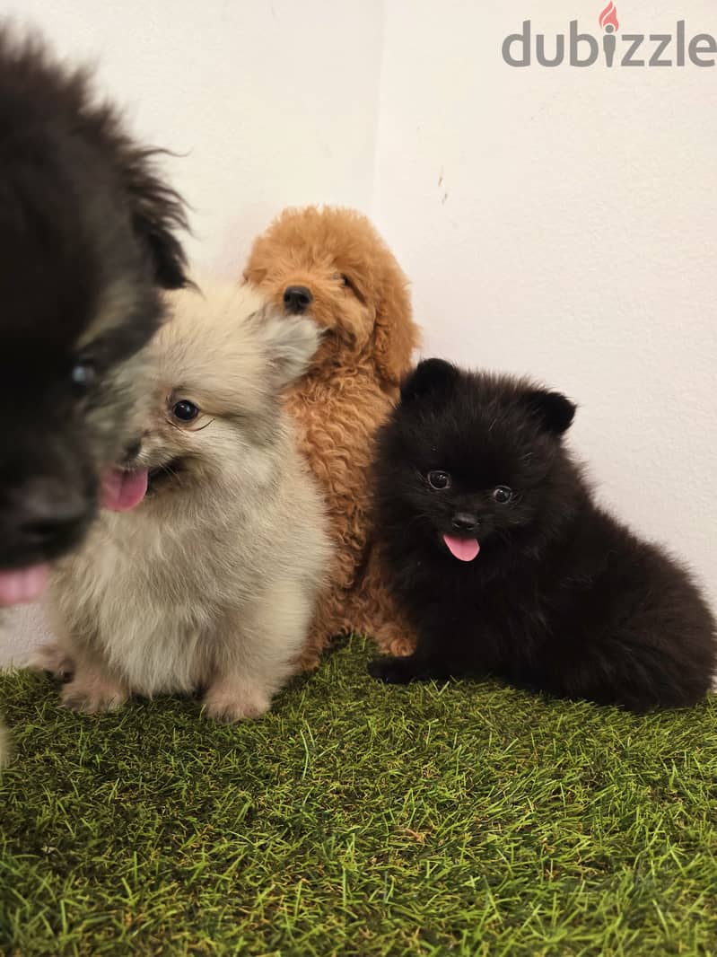 Pomeranian, mini toy poodle, Golden retriever, yorki 7