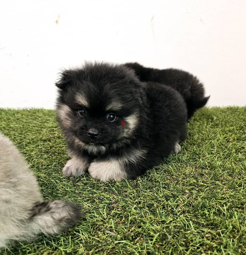 Pomeranian, mini toy poodle, Golden retriever, yorki 11