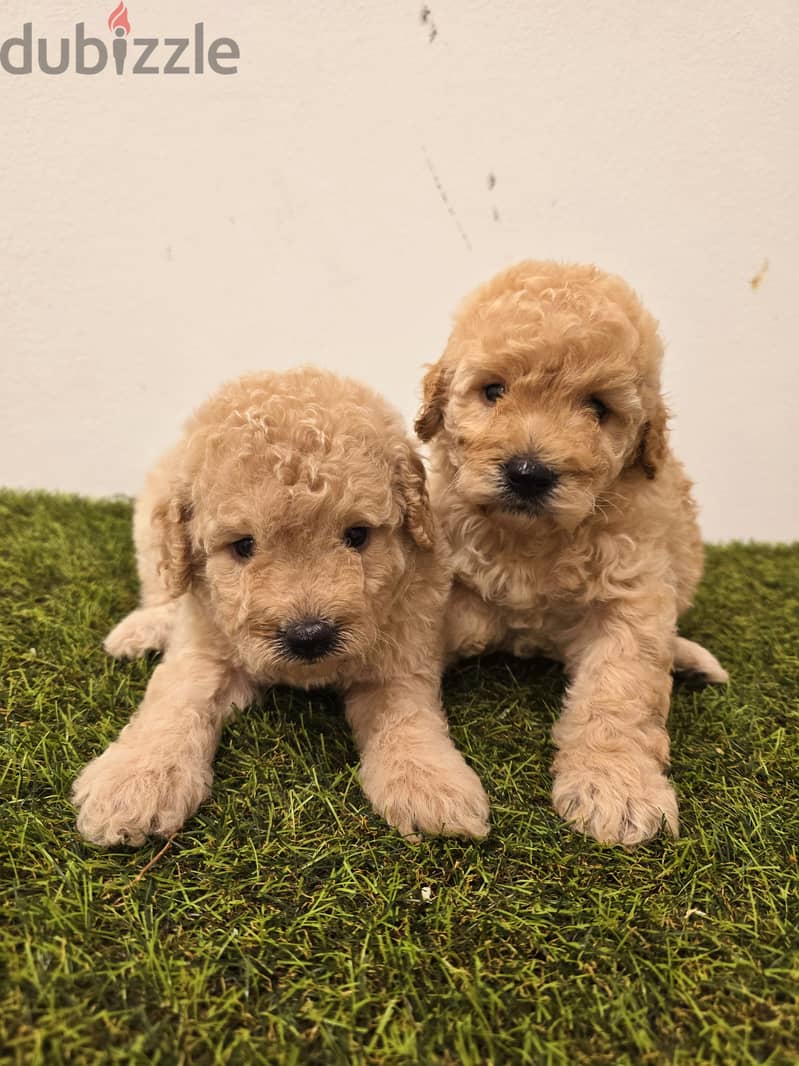 Pomeranian, mini toy poodle, Golden retriever, yorki 12