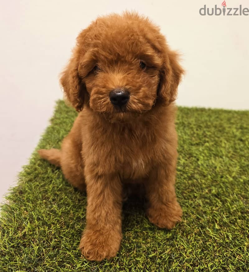 Pomeranian, mini toy poodle, Golden retriever, yorki 13