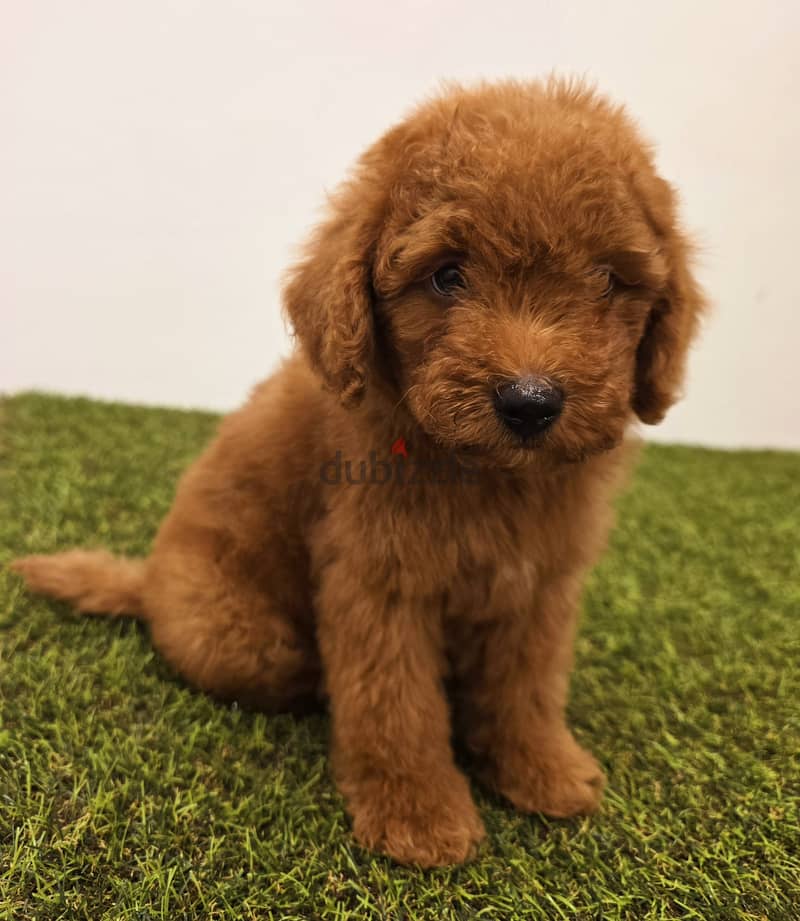 Pomeranian, mini toy poodle, Golden retriever, yorki 15