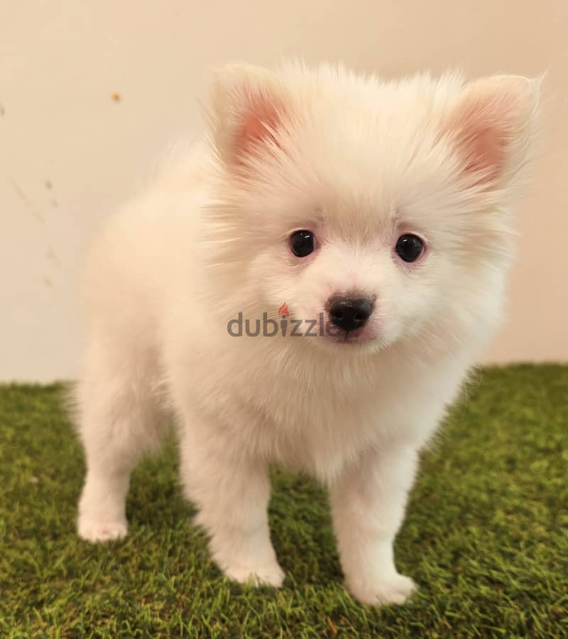 Pomeranian, mini toy poodle, Golden retriever, yorki 16