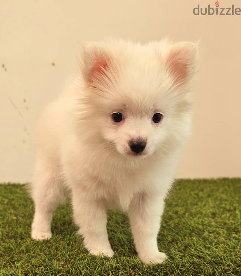 Pomeranian, mini toy poodle, Golden retriever, yorki 17