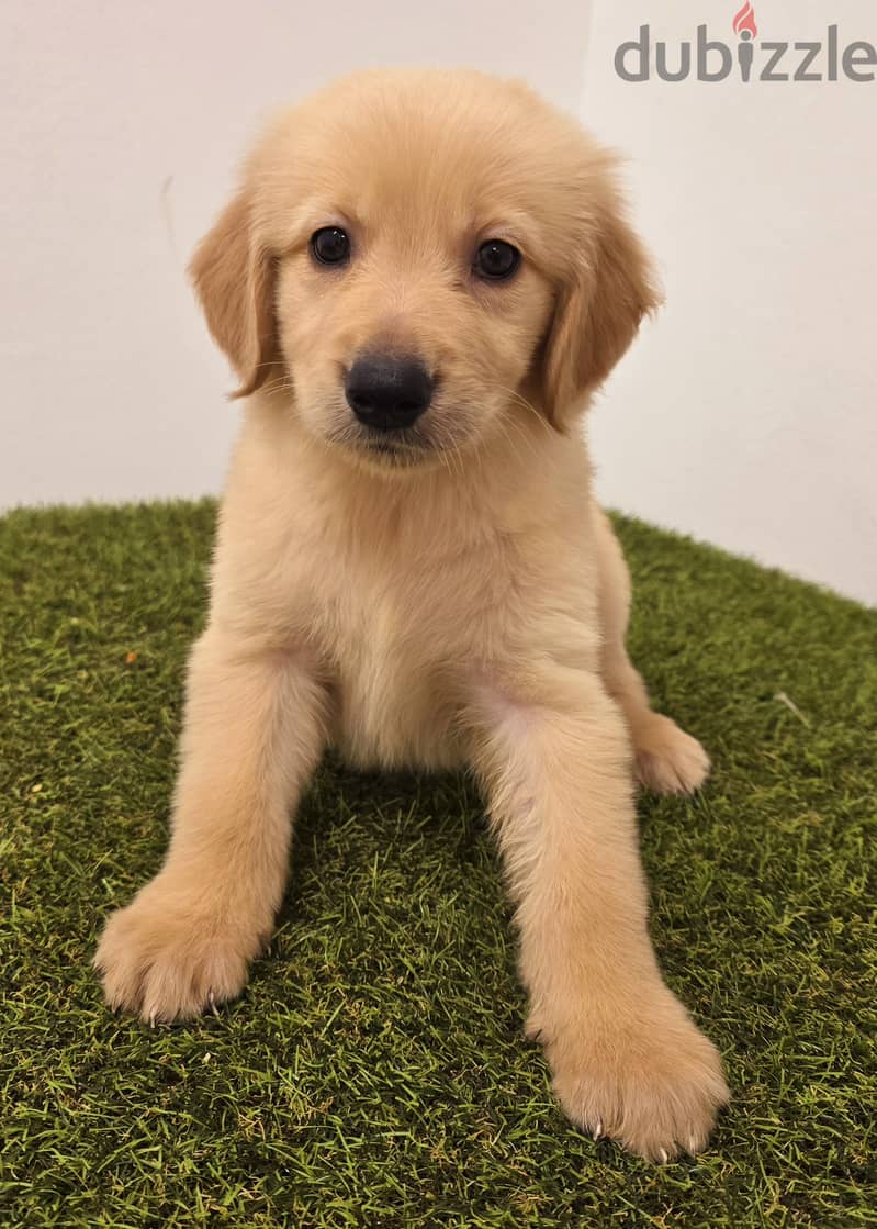 Pomeranian, mini toy poodle, Golden retriever, yorki 18