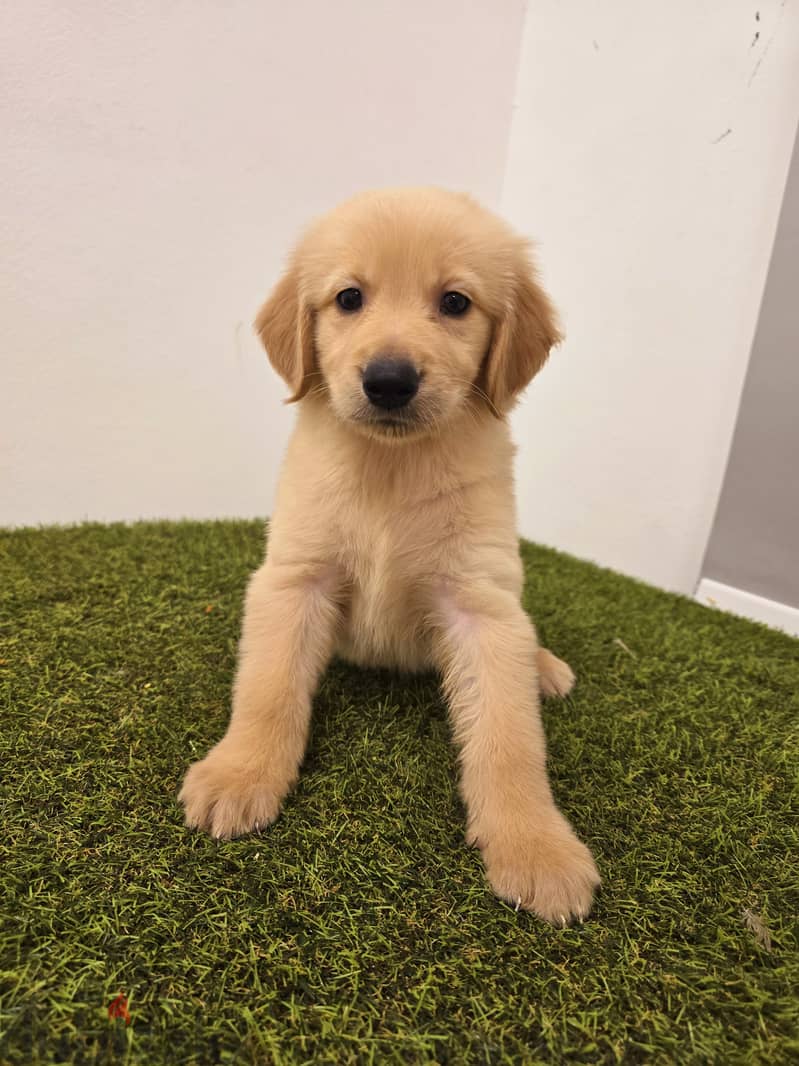 Pomeranian, mini toy poodle, Golden retriever, yorki 19