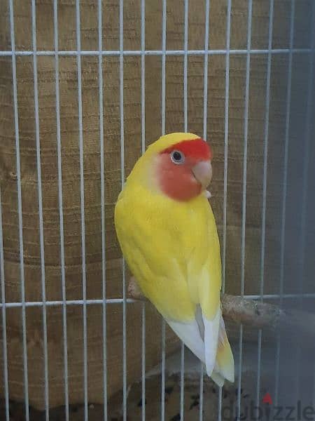 female love bird 3