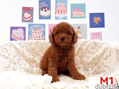 dark red toy poodle توي بودل دارك رد