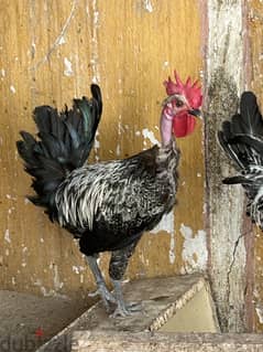 Necked neck chicken for sale - طقم دجاج ذات الرقبه العارية 0