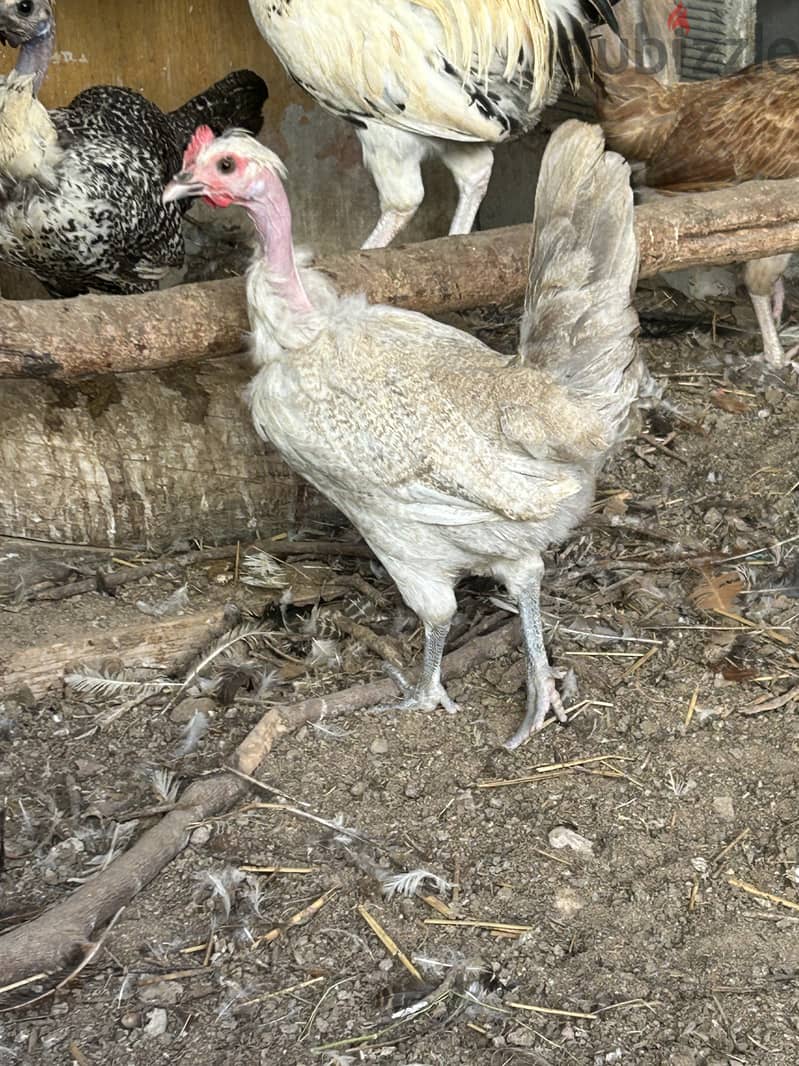 Necked neck chicken for sale - طقم دجاج ذات الرقبه العارية 1