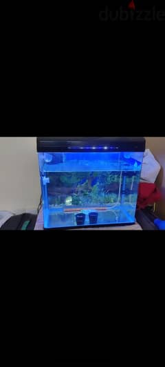 Fish Aquarium 0