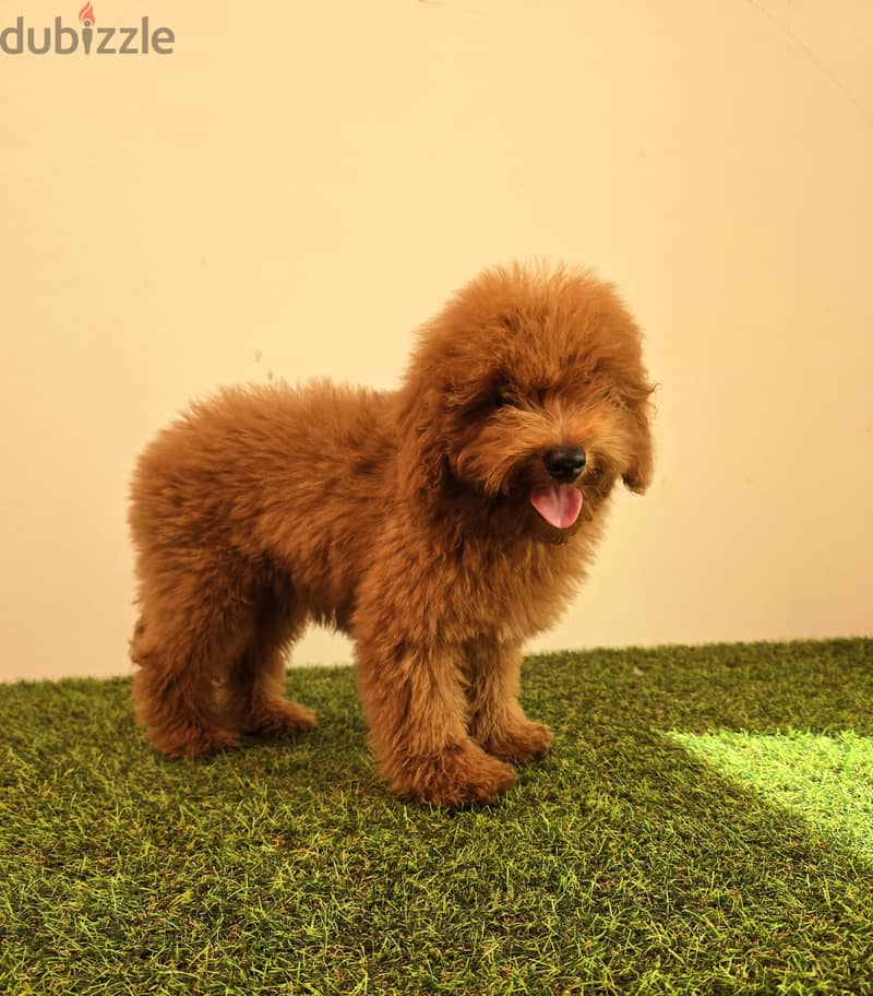 GOLDEN RETRIEVER, POMERANIAN, poodle,yorki 1