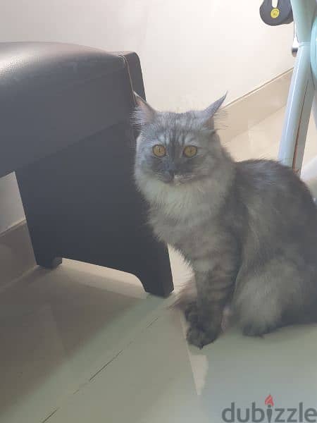 Female cat for Adoption 1