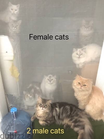 Cat’s for Adoption