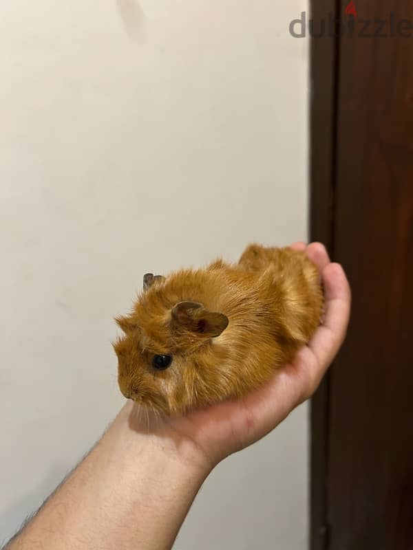 for sale, guinea pig five days old Go to hell 0