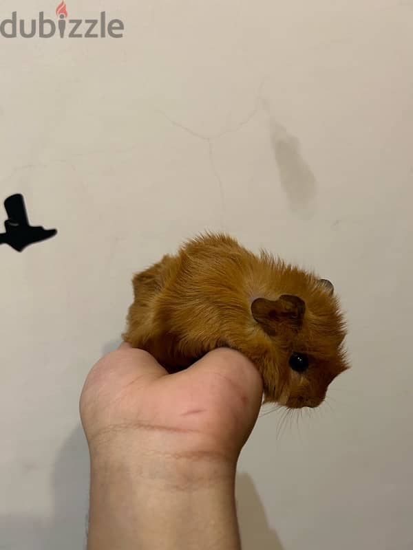 for sale, guinea pig five days old Go to hell 1