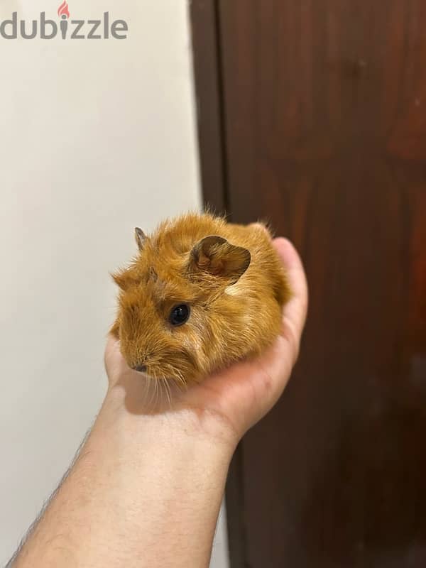 for sale, guinea pig five days old Go to hell 2