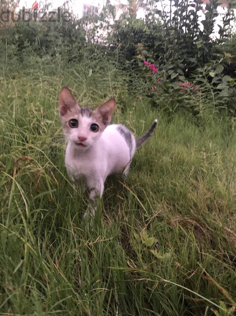 Sweet kitten for adoption (approx. 10 weeks old) 1