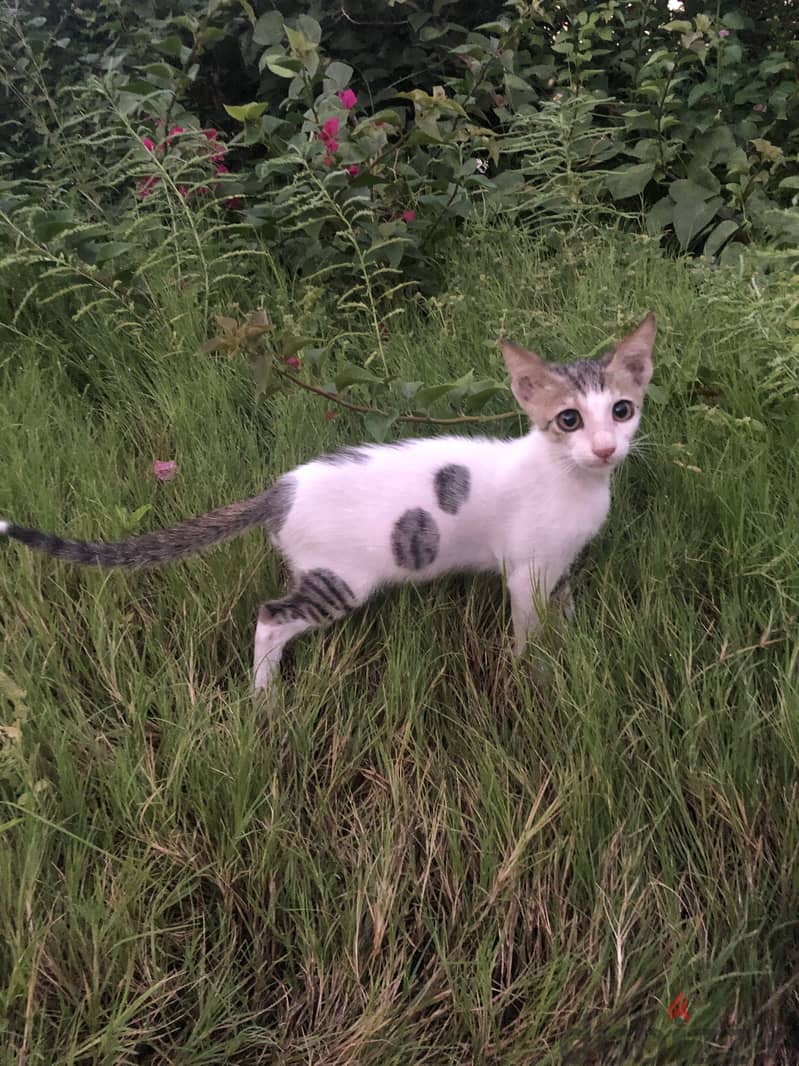 Sweet kitten for adoption (approx. 10 weeks old) 2