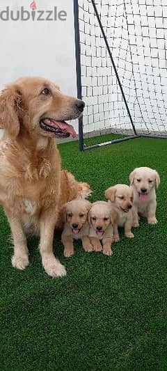 golden retriever puppy's 0