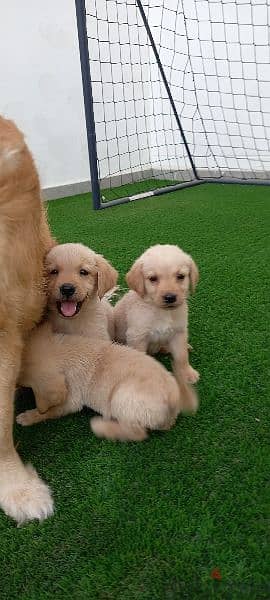 golden retriever puppy's 1