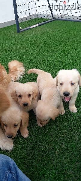 golden retriever puppy's 3