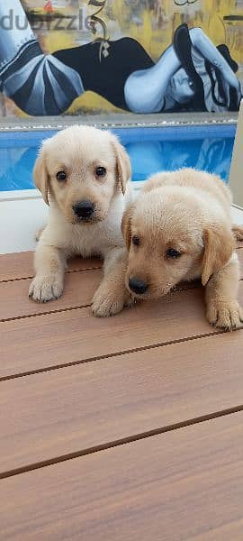 golden retriever puppy's 4