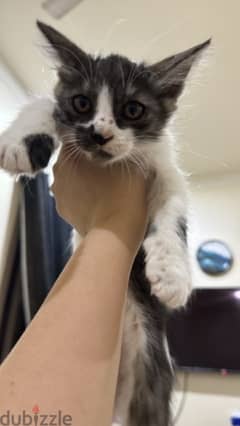 mix breed Persian kitten adoption for free 0